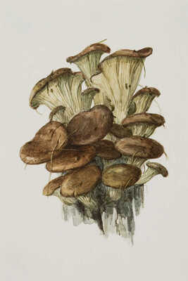 Шипиленко Александр Кузьмич. Лот из четырех рисунков грибов: 